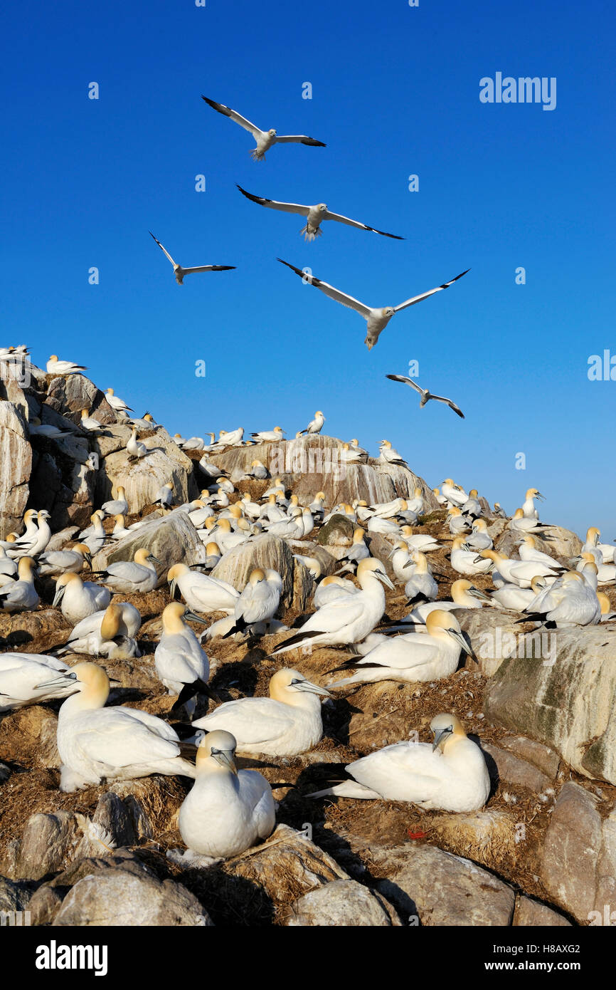 fou-de-bassan-morus-bassanus-colonie-l-irlande-l-le-saltee-photo