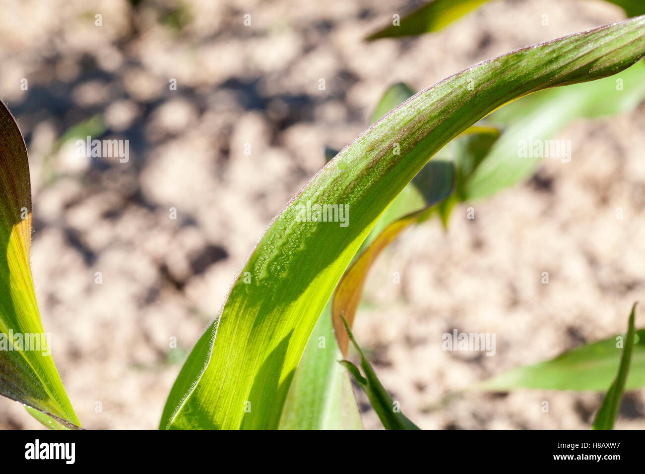 Domaine de maïs vert Banque D'Images