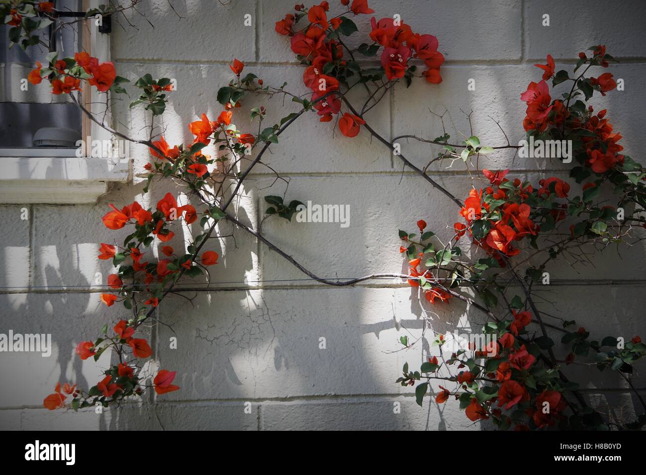 Fleurs rouge sur un mur blanc sur une vigne verte Banque D'Images