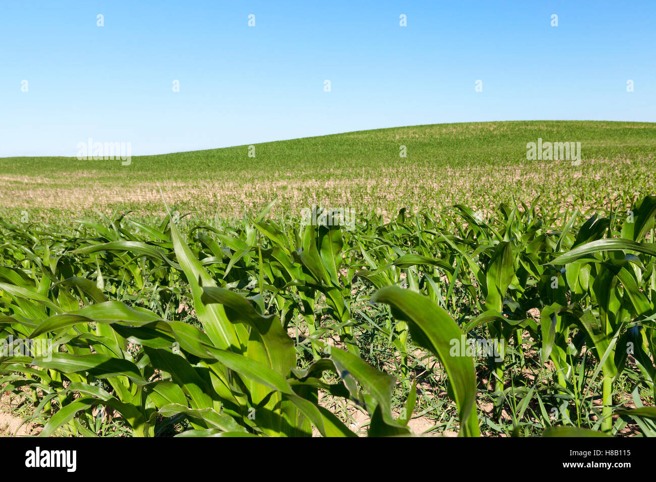 Domaine de maïs vert Banque D'Images