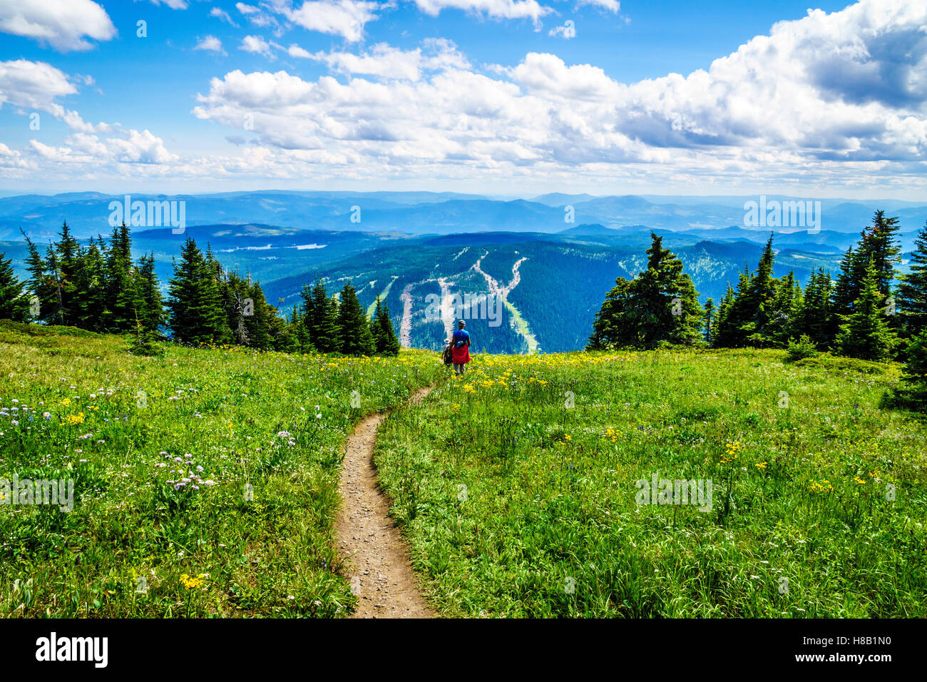 Randonnée à travers les prairies alpines et des fleurs sauvages dans les montagnes de Shuswap, centre de la Colombie-Britannique, dans l'Ouest du Canada Banque D'Images