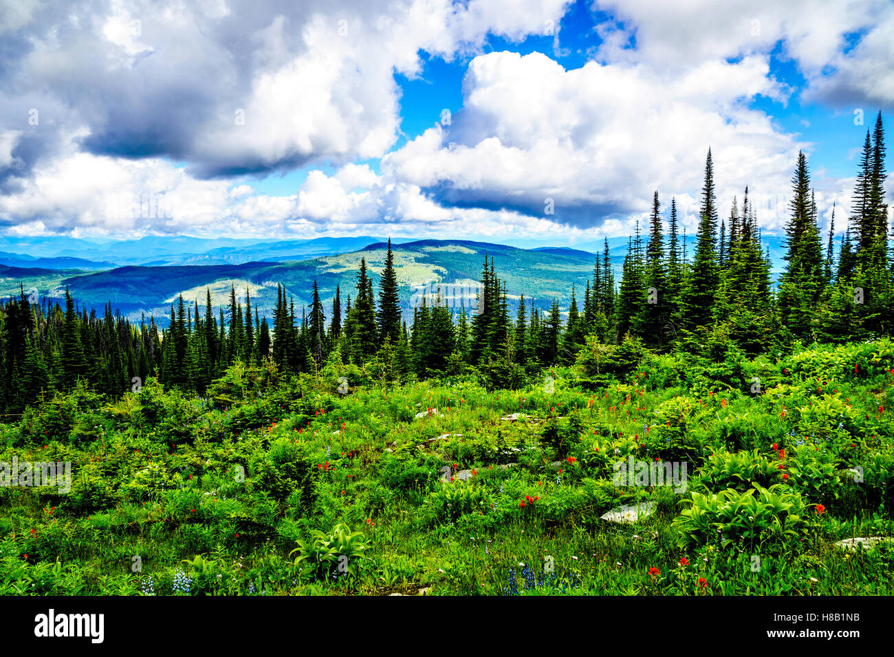 Les prairies alpines avec des fleurs sauvages et des forêts de pins en haute montagne de Tod Mountain en Colombie-Britannique Banque D'Images