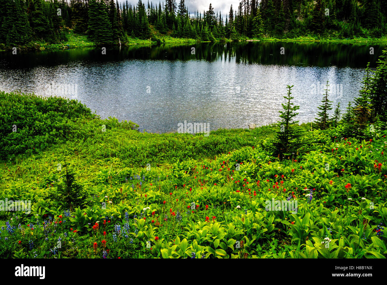 Les TSD lac entouré de fleurs sauvages près du haut de la montagne Tod dans le Highlands Shuswap de la Colombie-Britannique, Canada Banque D'Images
