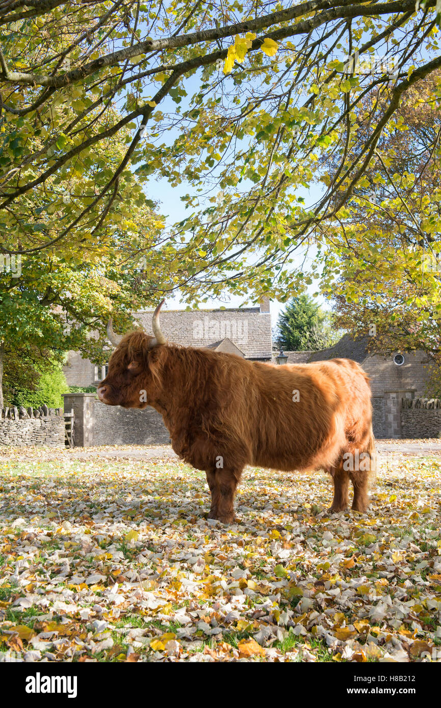 Vache Highland sous un arbre en automne dans la campagne des Cotswolds. Cotswolds, Gloucestershire, Angleterre Banque D'Images