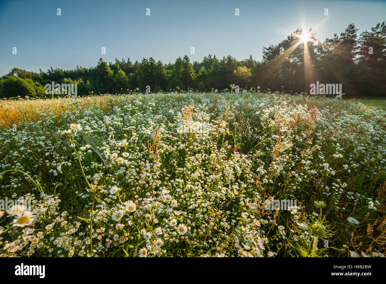 Prairie d'été près de la forêt de fleurs et herbes Banque D'Images