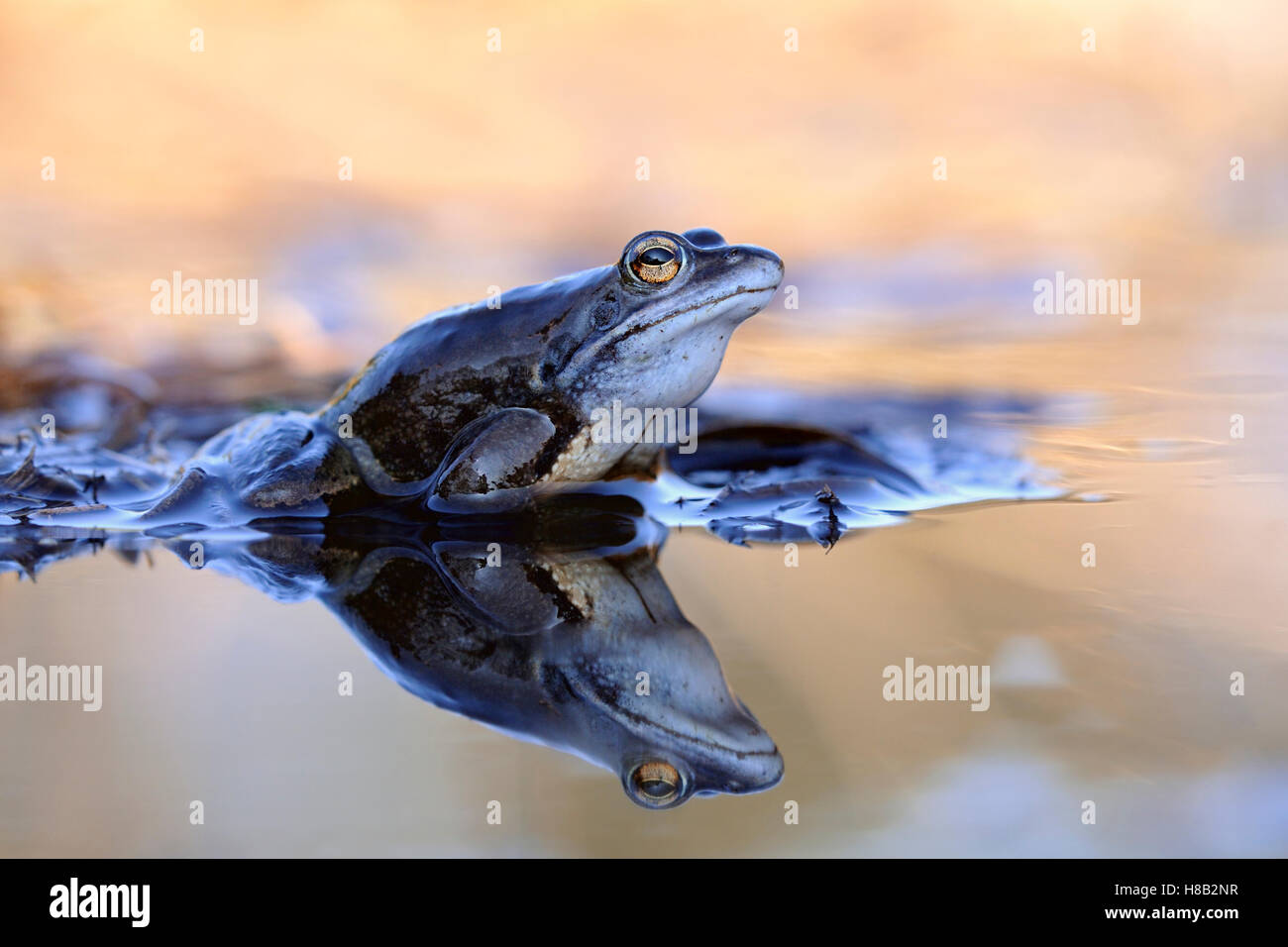Moor Frog / Moorfosch ( Rana arvalis ), homme de couleur bleue, assis sur les tiges de roseaux dans un étang pendant sa période de reproduction au printemps. Banque D'Images