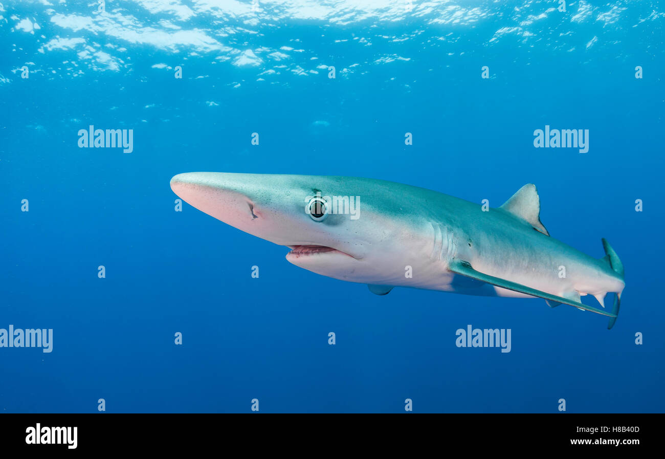 Requin bleu, sous-marin au large de l'île de Pico à l'emplacement de piqué 'banques' Açores, Açores, Portugal. Banque D'Images