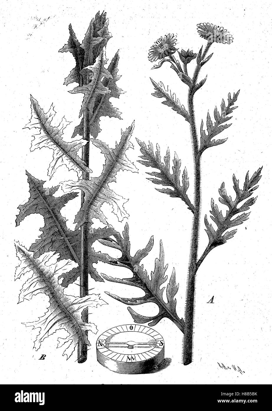 Gauche : Silphium laciniatum est une espèce de plantes de la famille des asters, Asteraceae, connu communément comme compassplant ou plante boussole. Droite : Lactuca serriola, également appelé la laitue scariole, du chardon, plante boussole et scarole, gravure sur bois de 1892 Banque D'Images