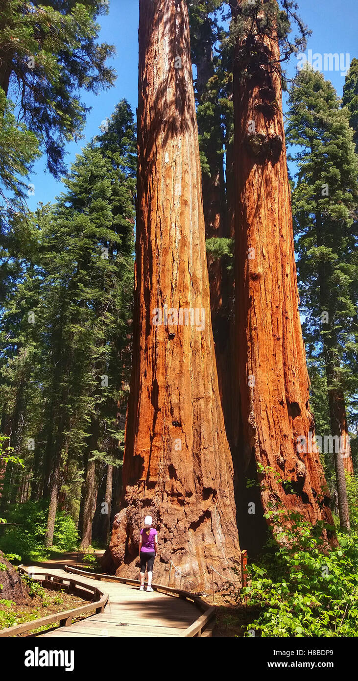 Femme à la recherche d'un séquoia géant dans le parc d'État Calaveras Big Trees, Sierra Nevada, en Californie Banque D'Images Femme à la recherche d'un séquoia géant dans le parc d'État Calaveras Big Trees, Sierra Nevada, en Californie Banque D'Images