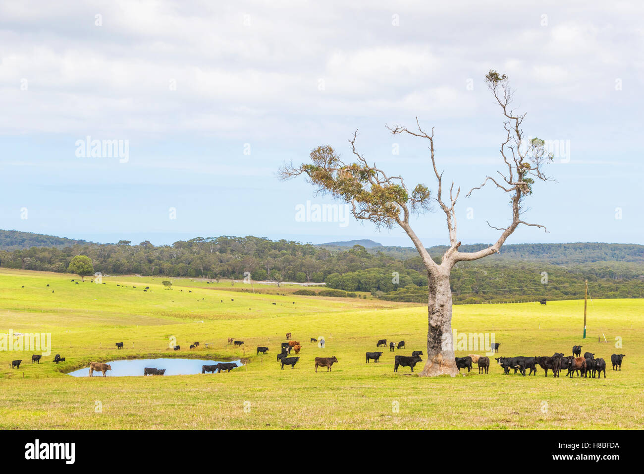 Une ferme de bétail près des villes de Nornalup et Walpole dans l'ouest de l'Australie. Banque D'Images