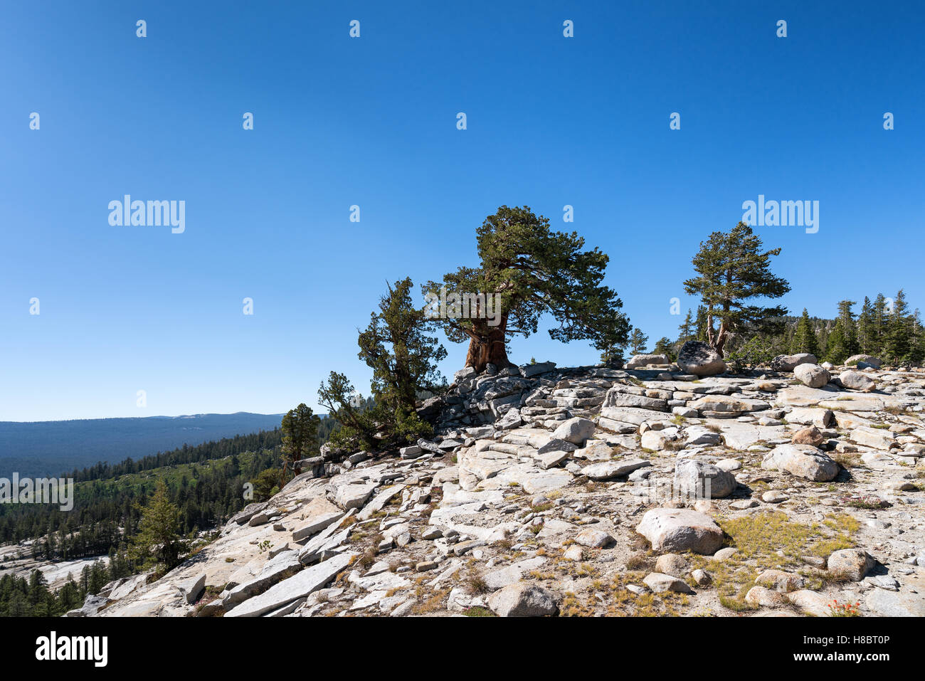Les arbres tordus du vent en Sierra National Forest, Californie, États-Unis d'Amérique, Amérique du Nord Banque D'Images