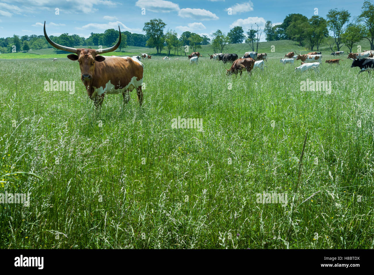 Longhorn bovins à Taylor Ranch à Fairview, Caroline du Nord près de Asheville. (USA) Banque D'Images