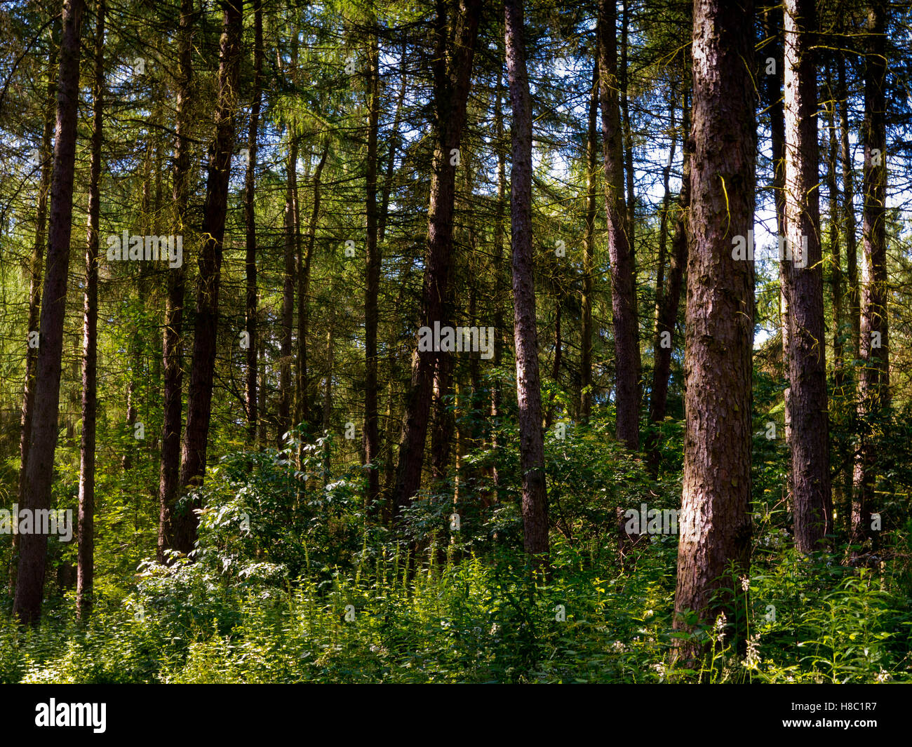 Pins dans les bois en été dans le Derbyshire, Angleterre, Royaume-Uni Banque D'Images
