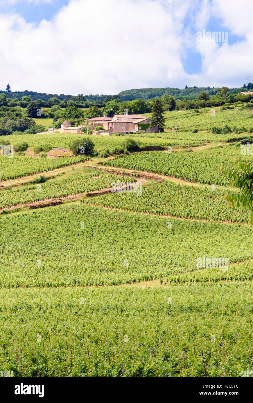 Le vignoble autour de Solutré-Pouilly domaine de la Bourgogne du Sud, Bourgogne-Franche-Comté, France Banque D'Images