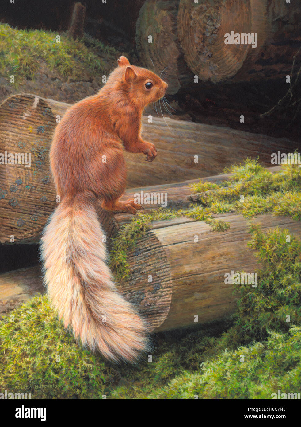 L'écureuil roux (Sciurus vulgaris) sur le tronc de l'arbre Banque D'Images