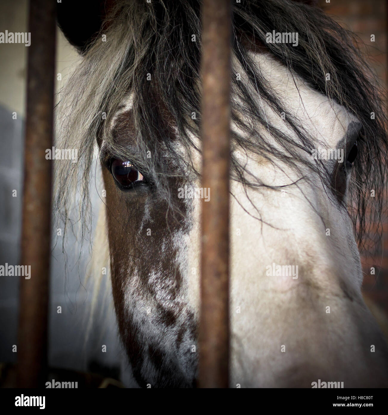 Yeux tristes d'un cheval derrière les barres de métal rouillé Banque D'Images