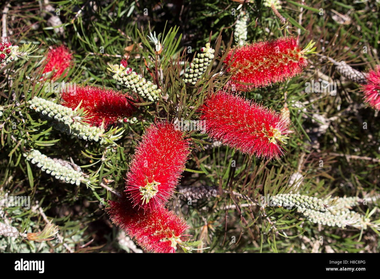 Fleurs Rouges Picots Australie Australian wildflower Banque de photographies et d’images à haute ...