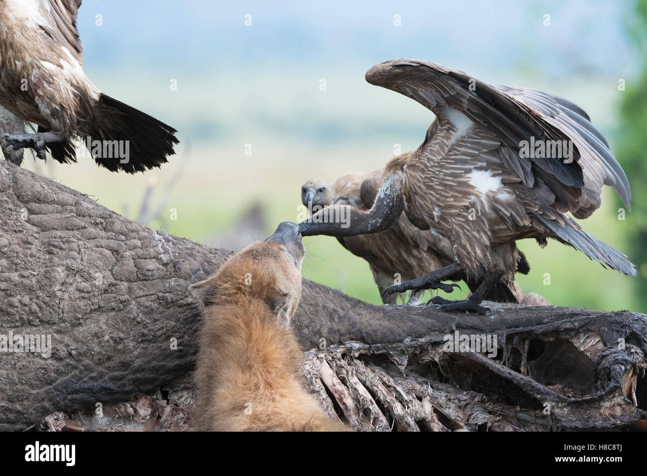 Les vautours à dos blanc (Gyps africanus) et de l'Hyène tachetée (Crocuta crocuta) se nourrissent de la carcasse d'un éléphant, Maasai Mara Banque D'Images