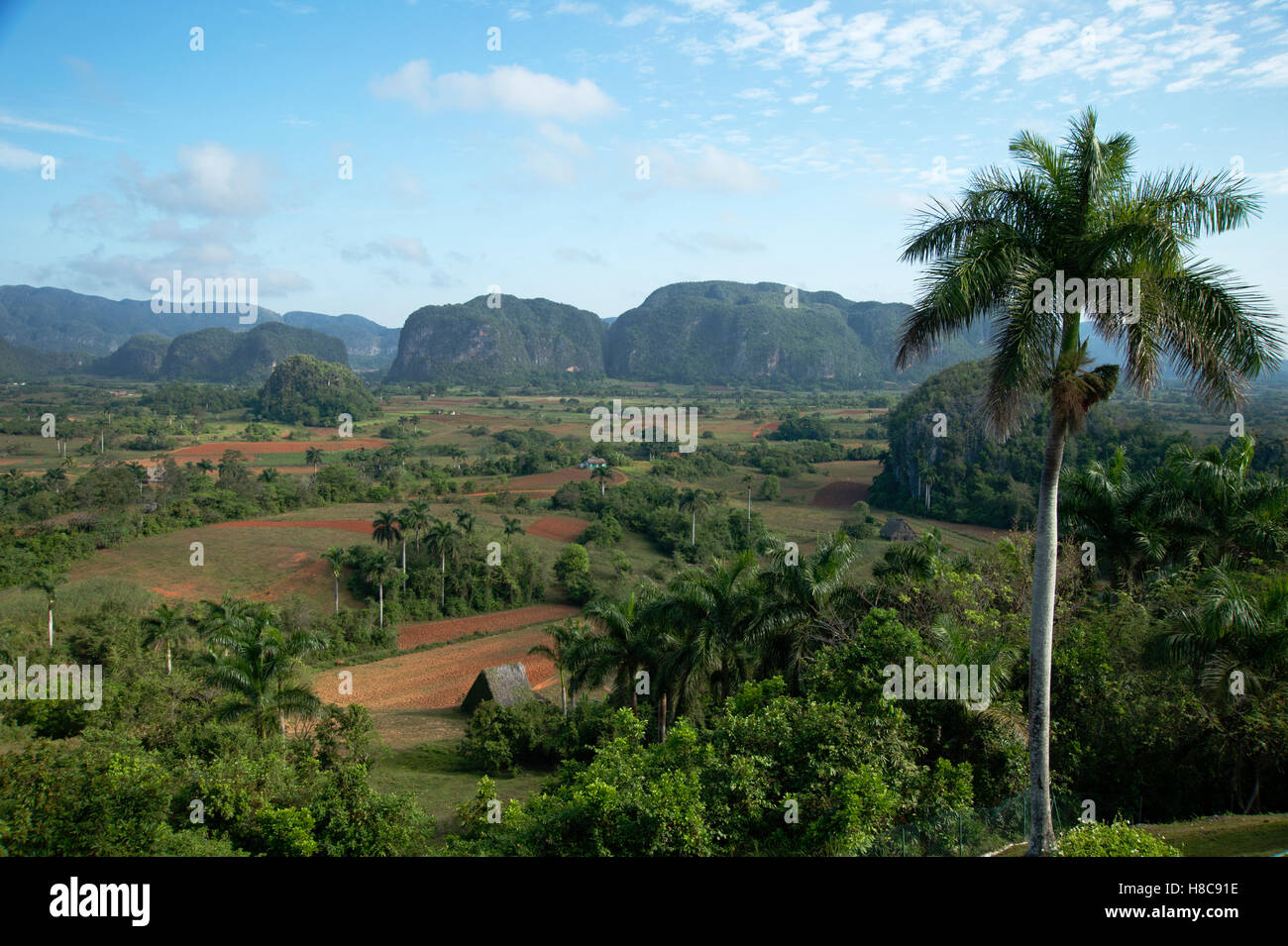 Une maison de séchage de tabac de chaume dans la Valle de Vinales à Cuba avec des mogotes couvertes de jungle en arrière-plan Banque D'Images