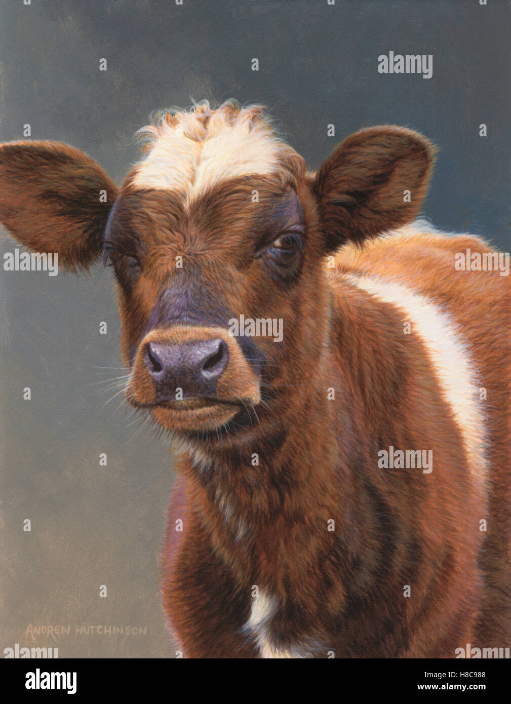 Portrait de vache brune Banque D'Images