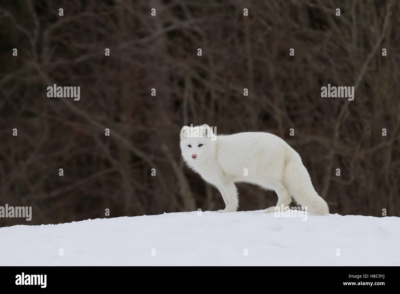 Le renard arctique debout sur la colline parlementaire à l'hiver au Canada Banque D'Images