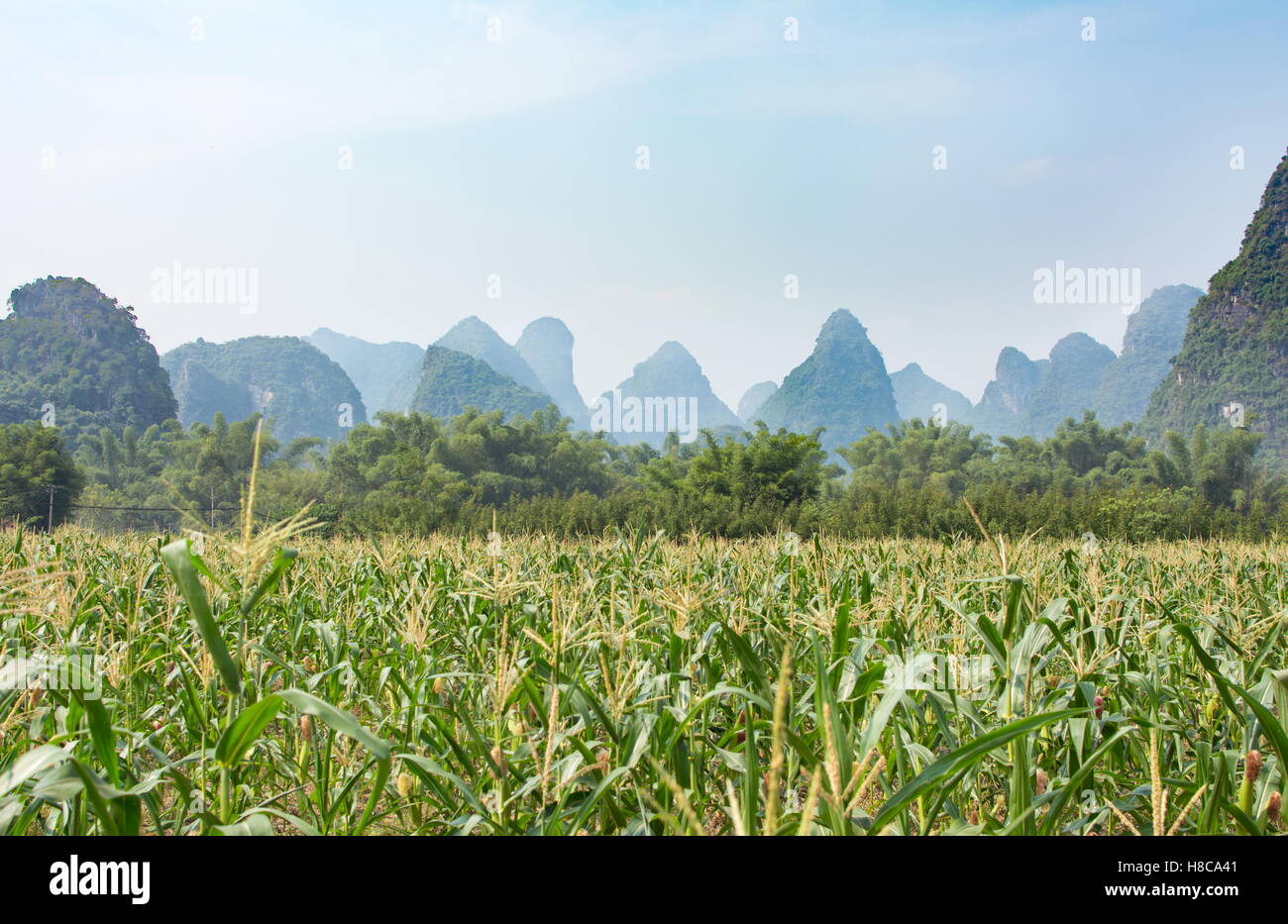 Champ de maïs en zone karstique de la province de Guangxi de la Chine Banque D'Images
