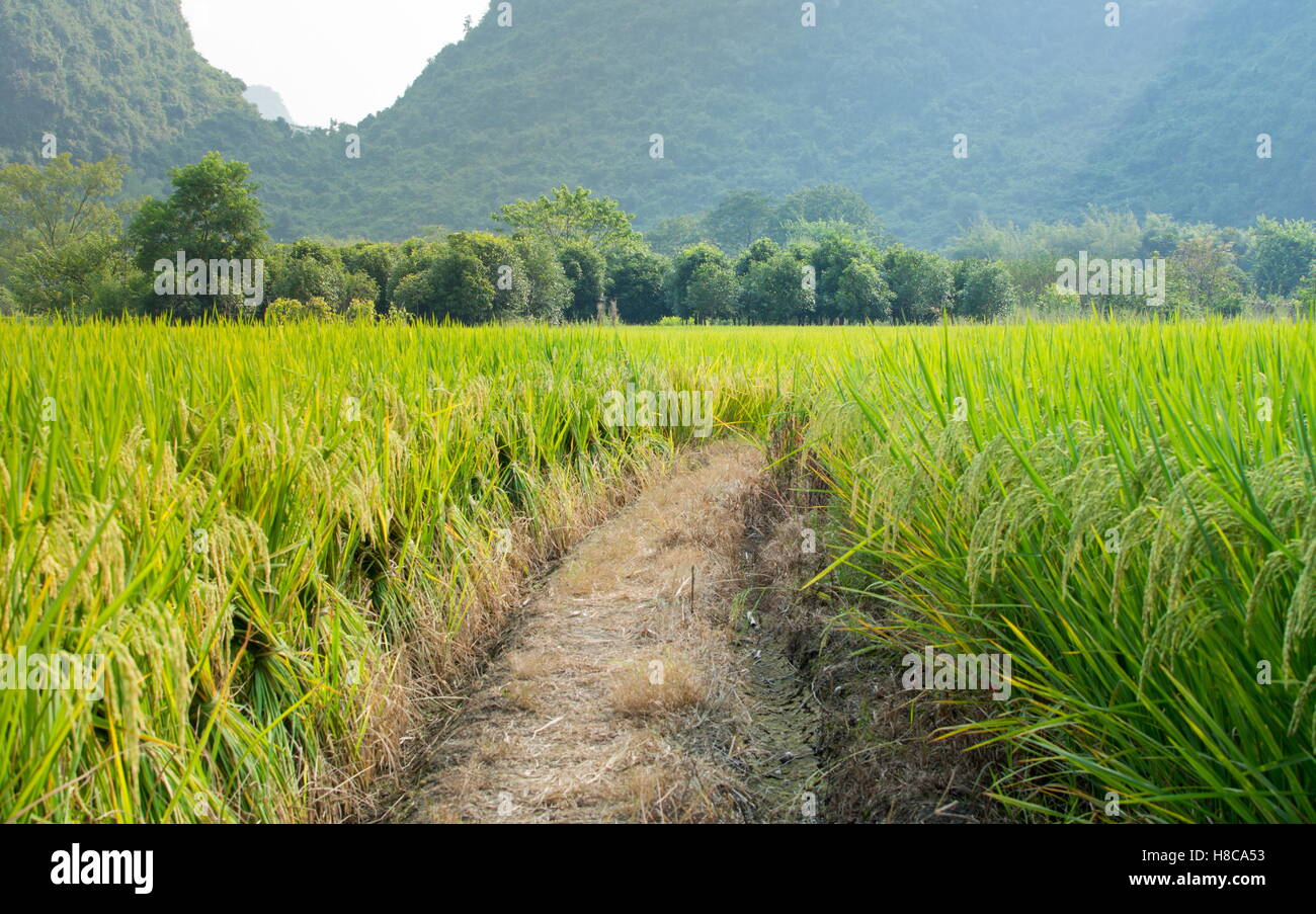 Champ de riz dans la région de karst de la province de Guangxi en Chine Banque D'Images