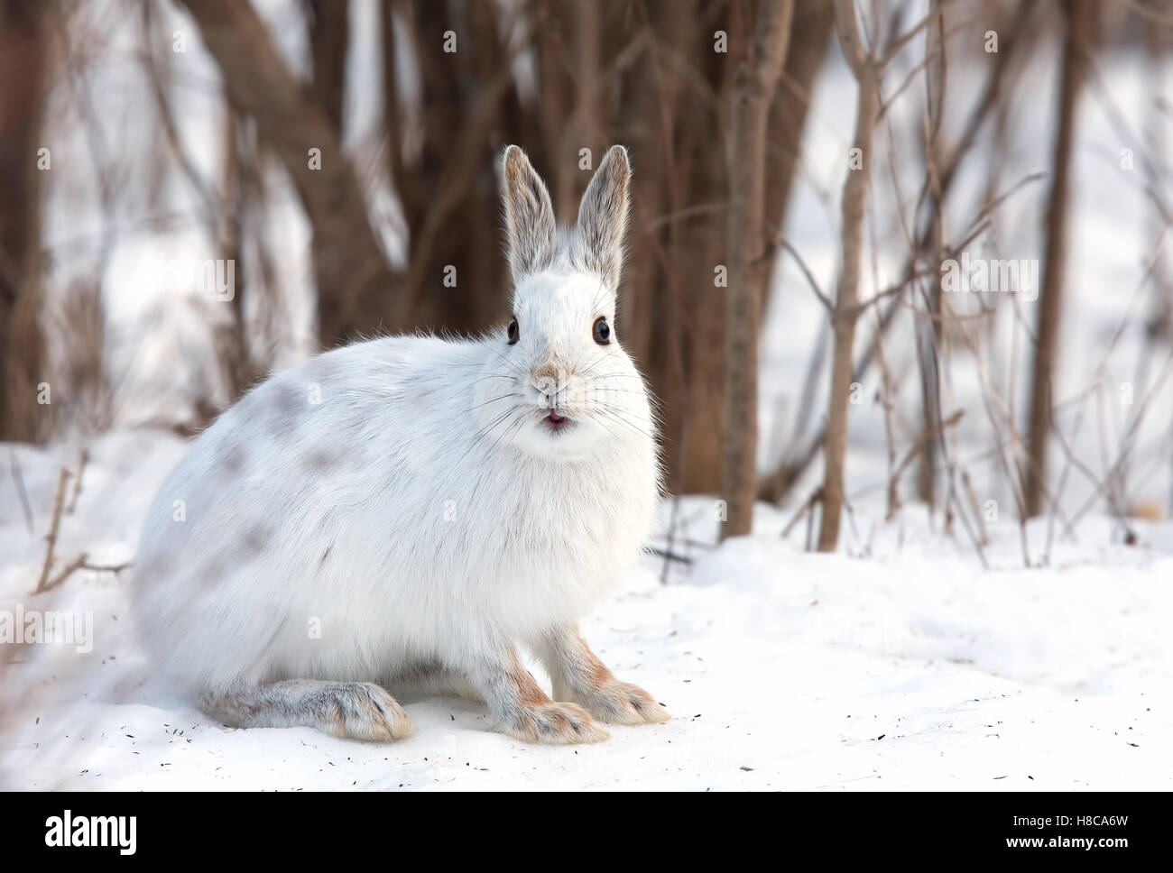 Le lièvre ou diverses espèces de lièvre (Lepus americanus) en hiver au Canada Banque D'Images