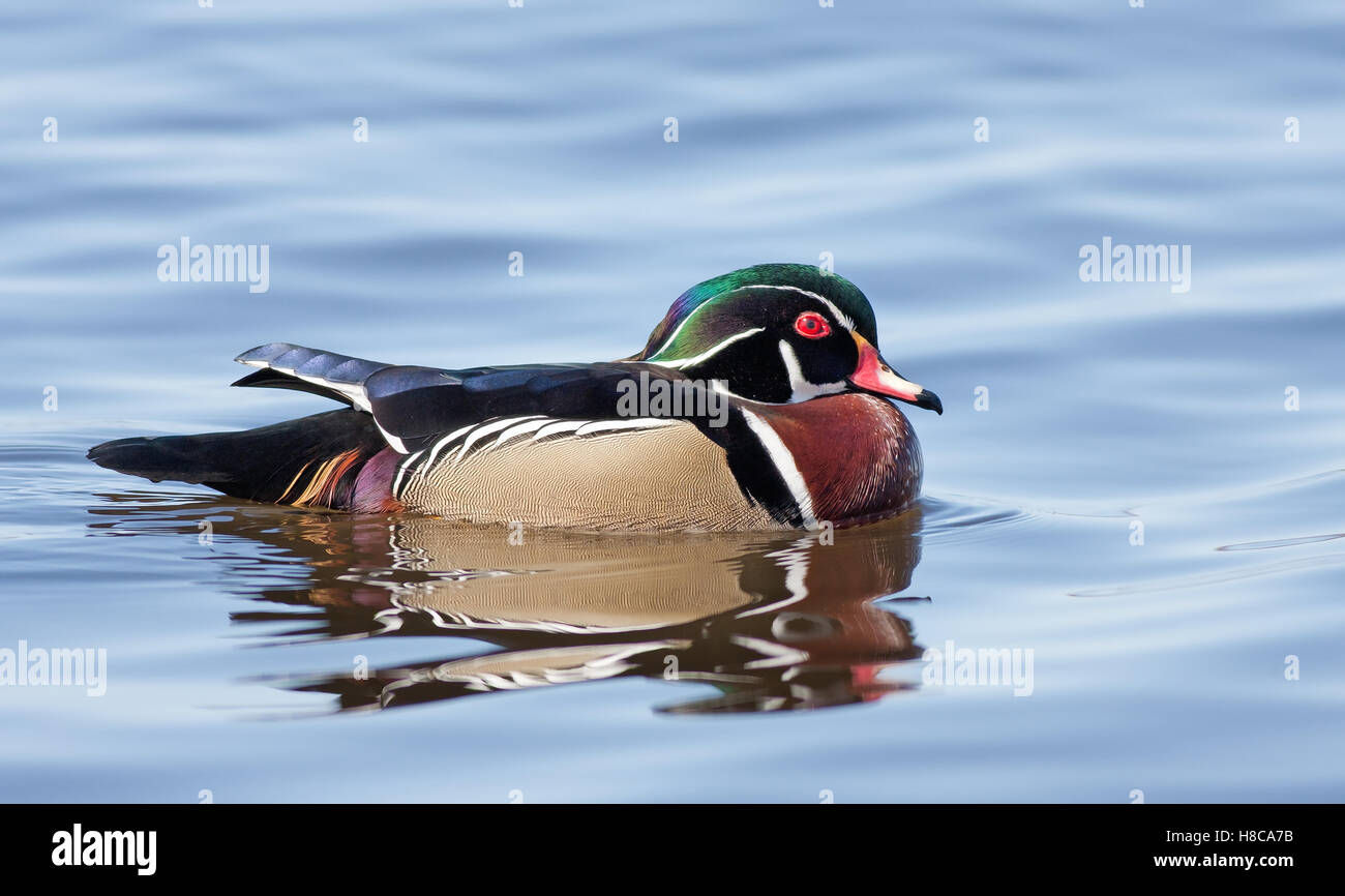 Canard en bois piscine sur le fleuve en hiver au Canada Banque D'Images