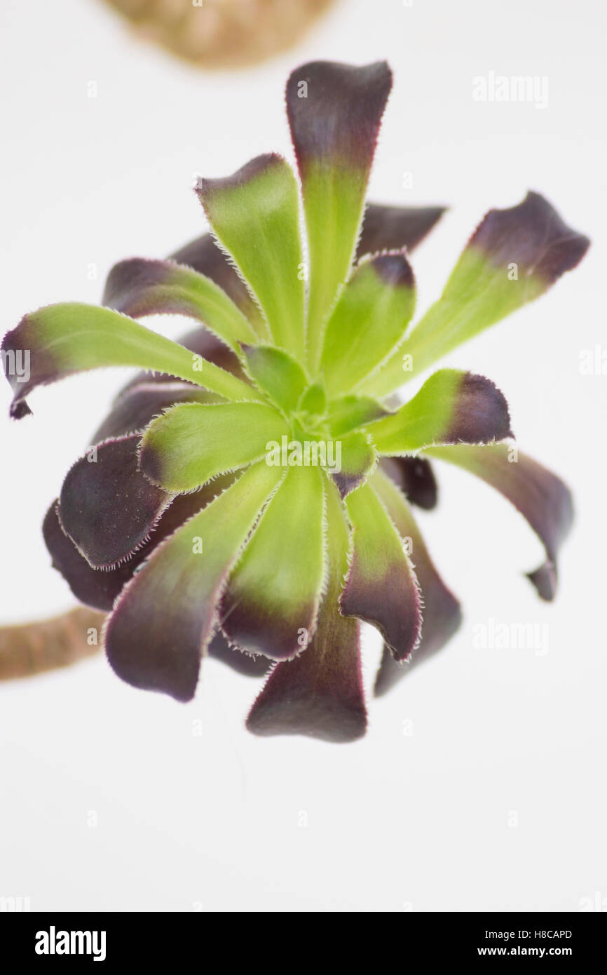 Aeonium Zwartkop noir plante succulente se colorer de vert en hiver à cause du manque de lumière du soleil Banque D'Images