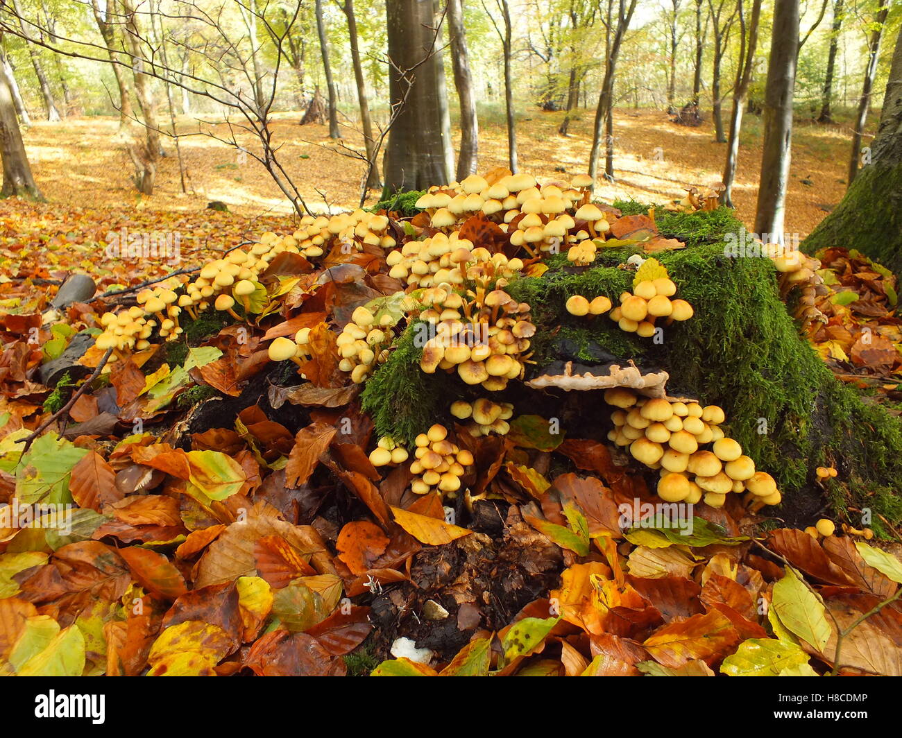 Les champignons et les feuilles à l'automne Banque D'Images