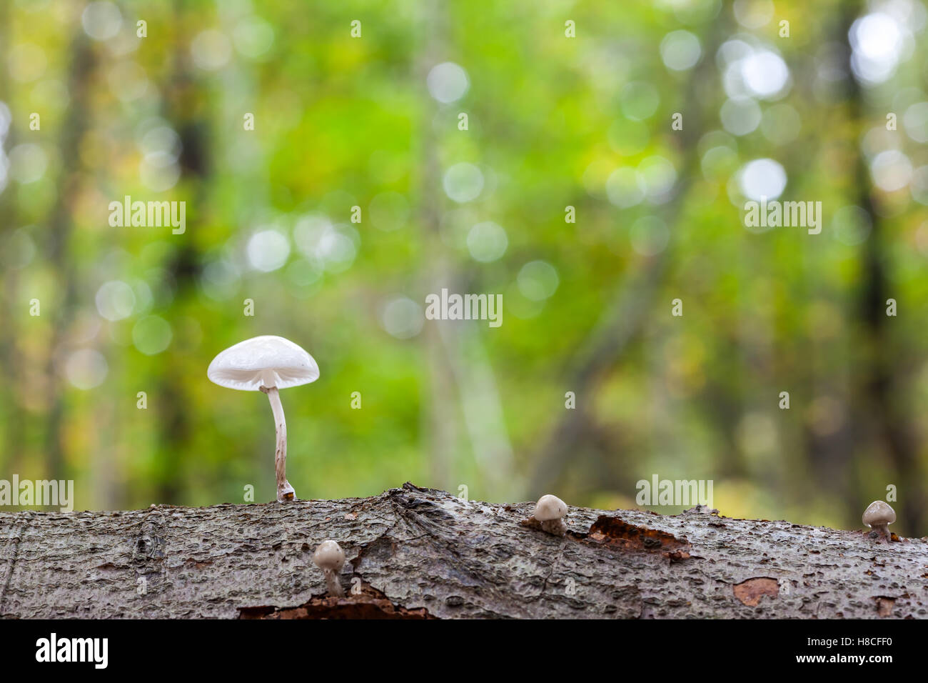 Sur une branche horizontale d'un arbre champignon en porcelaine Banque D'Images