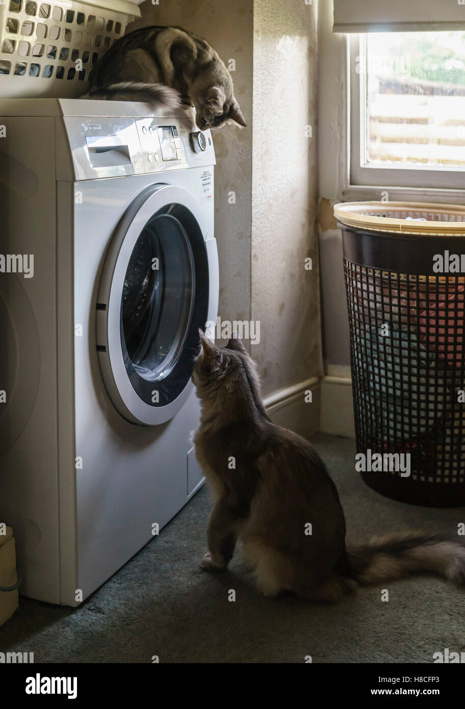 Divertissement pour les chats un lavelinge est mieux que la télévision ! Banque D