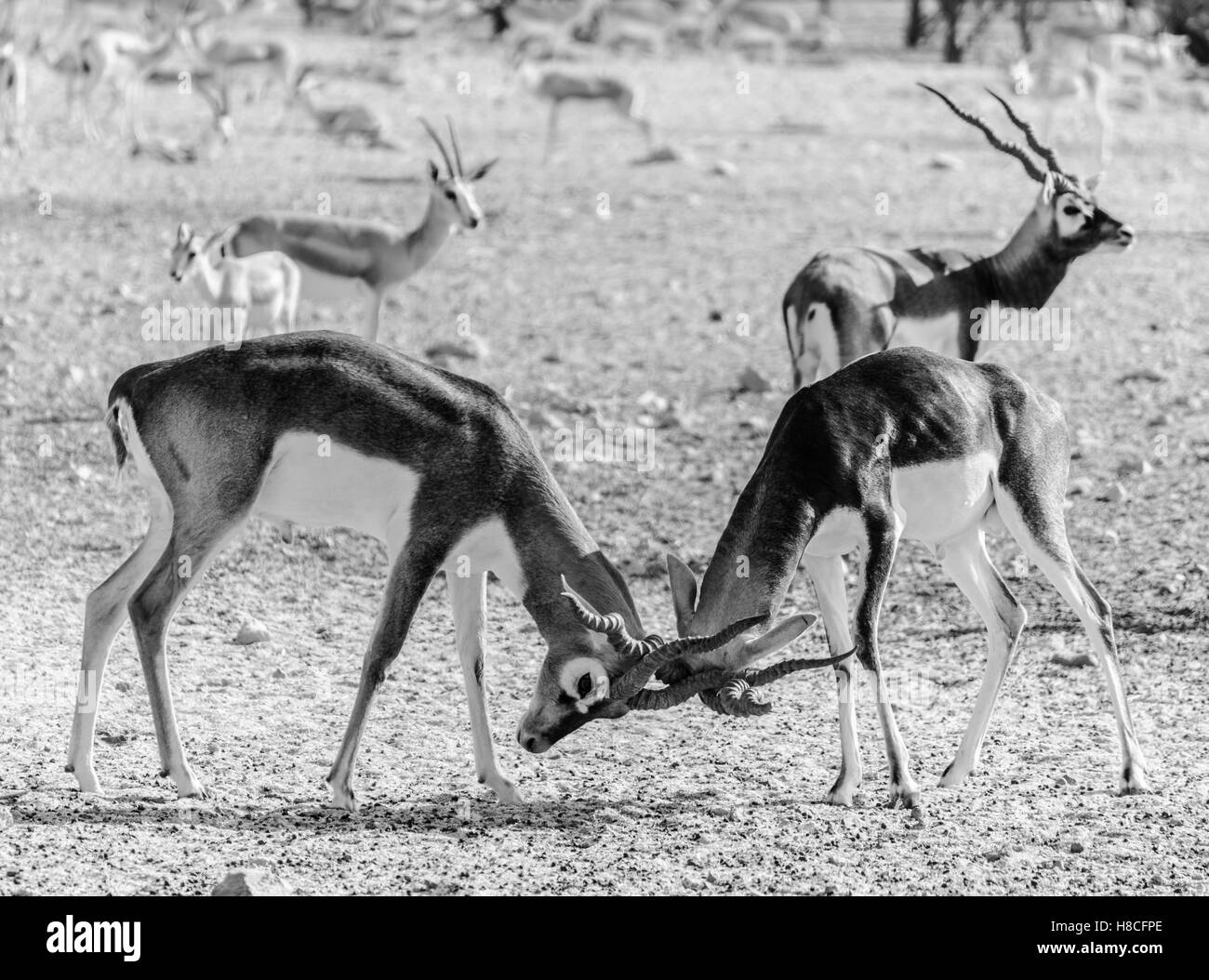 Deux gazelles leurs cornes de verrouillage Banque D'Images