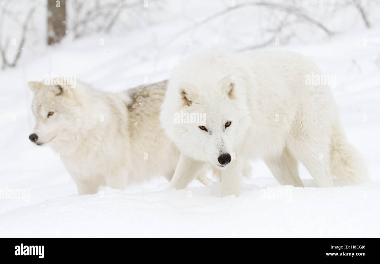 Le loup arctique debout dans la neige de l'hiver au Canada Banque D'Images