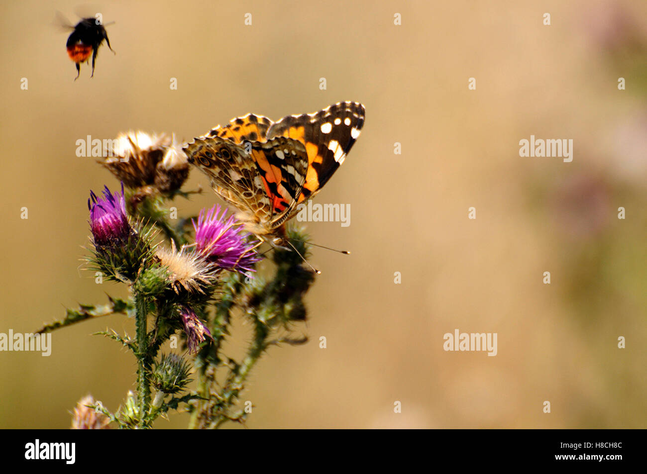 Papillon et l'Abeille Banque D'Images