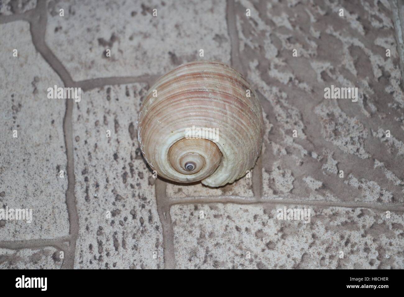 Beau blanc seashell sur la pierre disponible en haute résolution et plusieurs tailles pour s'adapter aux besoins de votre projet Banque D'Images