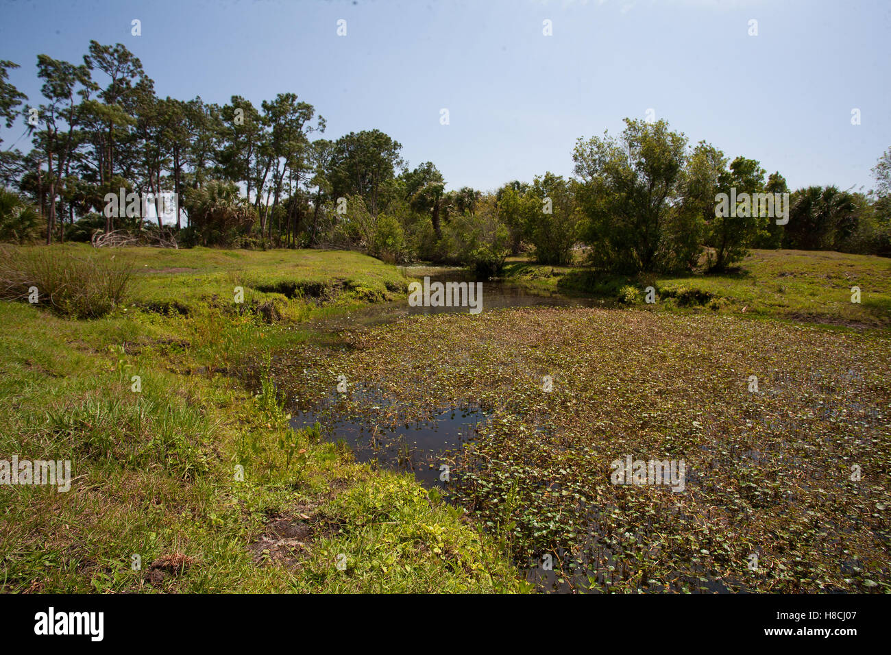 Petit canal d'évacuation des champs dans les régions rurales en Floride Banque D'Images