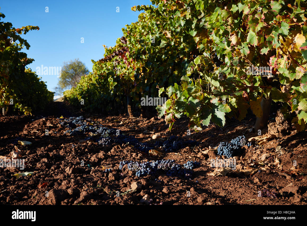 10/11/16 les raisins de la vigne a rejeté près de San Fernando, La Rioja, Espagne. Banque D'Images