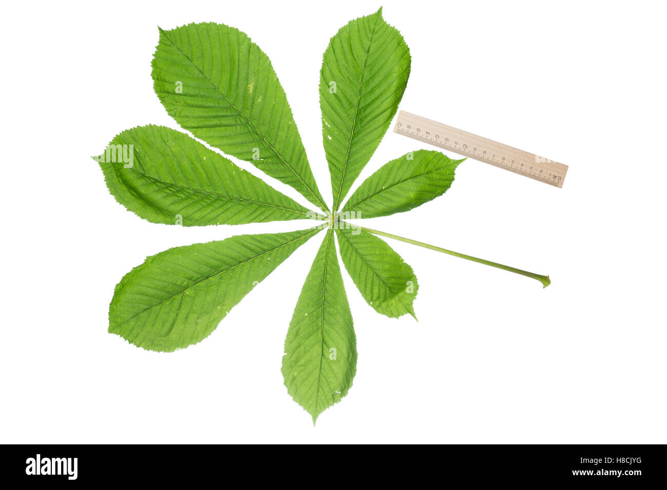 Gewöhnliche Rosskastanie, Ross-Kastanie, Raum, Aesculus hippocastanum, Marron d'Inde, châtaignier, arbre de conker, Le marro Banque D'Images