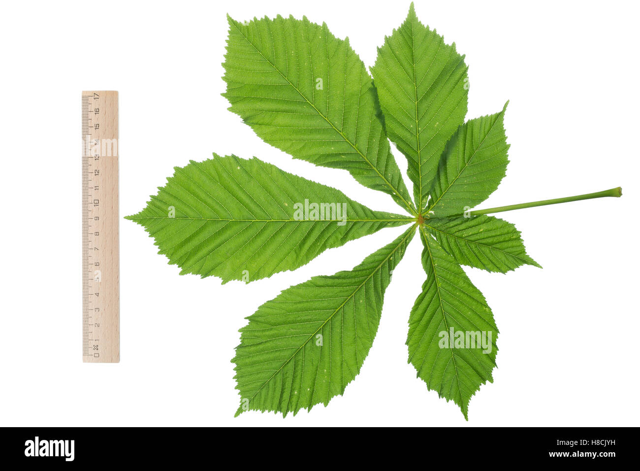 Gewöhnliche Rosskastanie, Ross-Kastanie, Raum, Aesculus hippocastanum, Marron d'Inde, châtaignier, arbre de conker, Le marro Banque D'Images