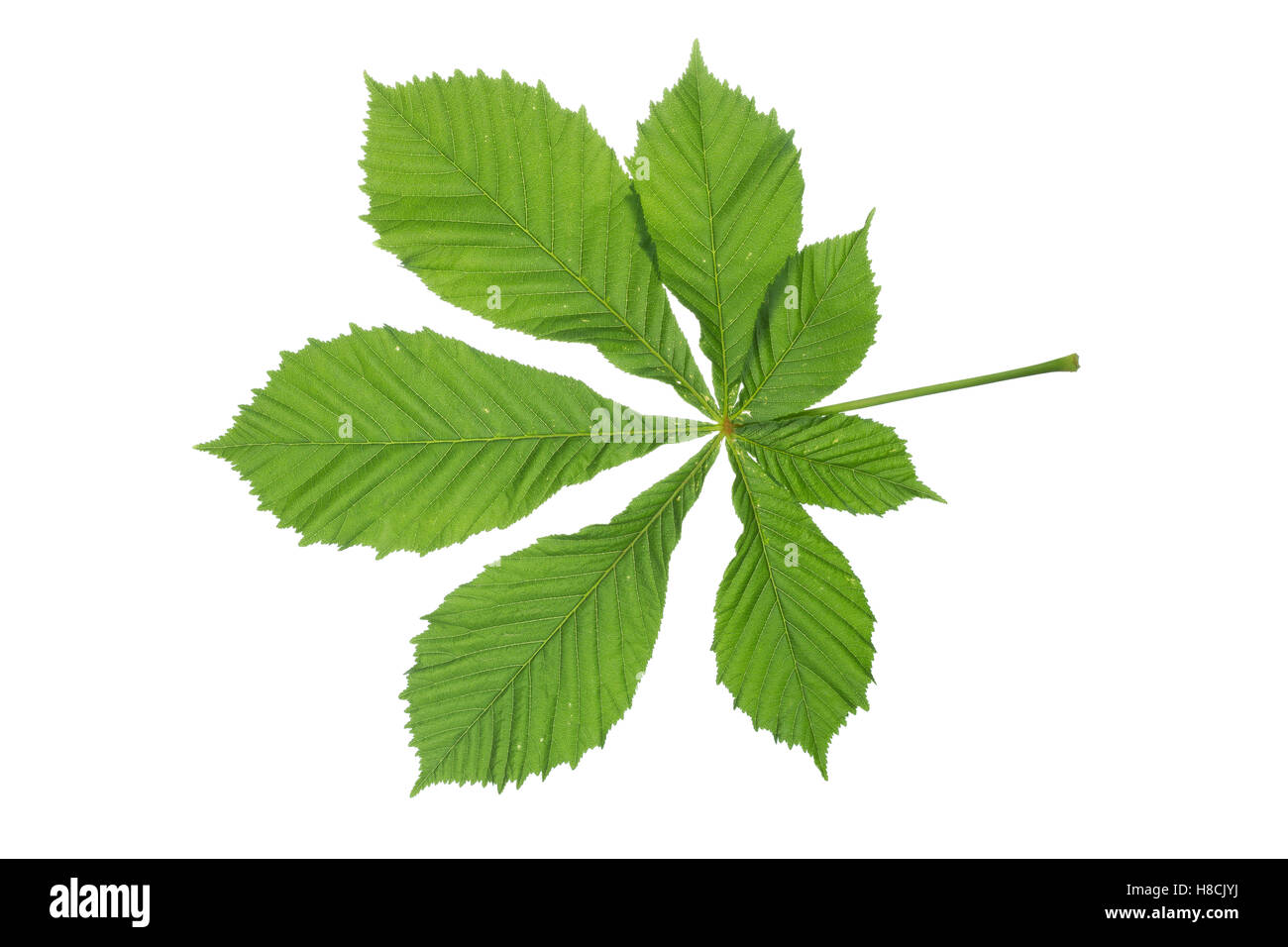 Gewöhnliche Rosskastanie, Ross-Kastanie, Raum, Aesculus hippocastanum, Marron d'Inde, châtaignier, arbre de conker, Le marro Banque D'Images