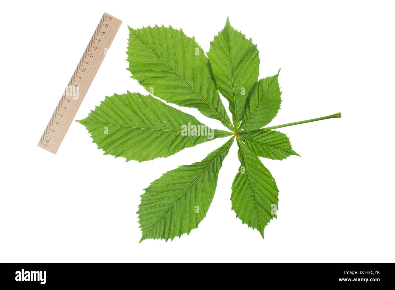 Gewöhnliche Rosskastanie, Ross-Kastanie, Raum, Aesculus hippocastanum, Marron d'Inde, châtaignier, arbre de conker, Le marro Banque D'Images