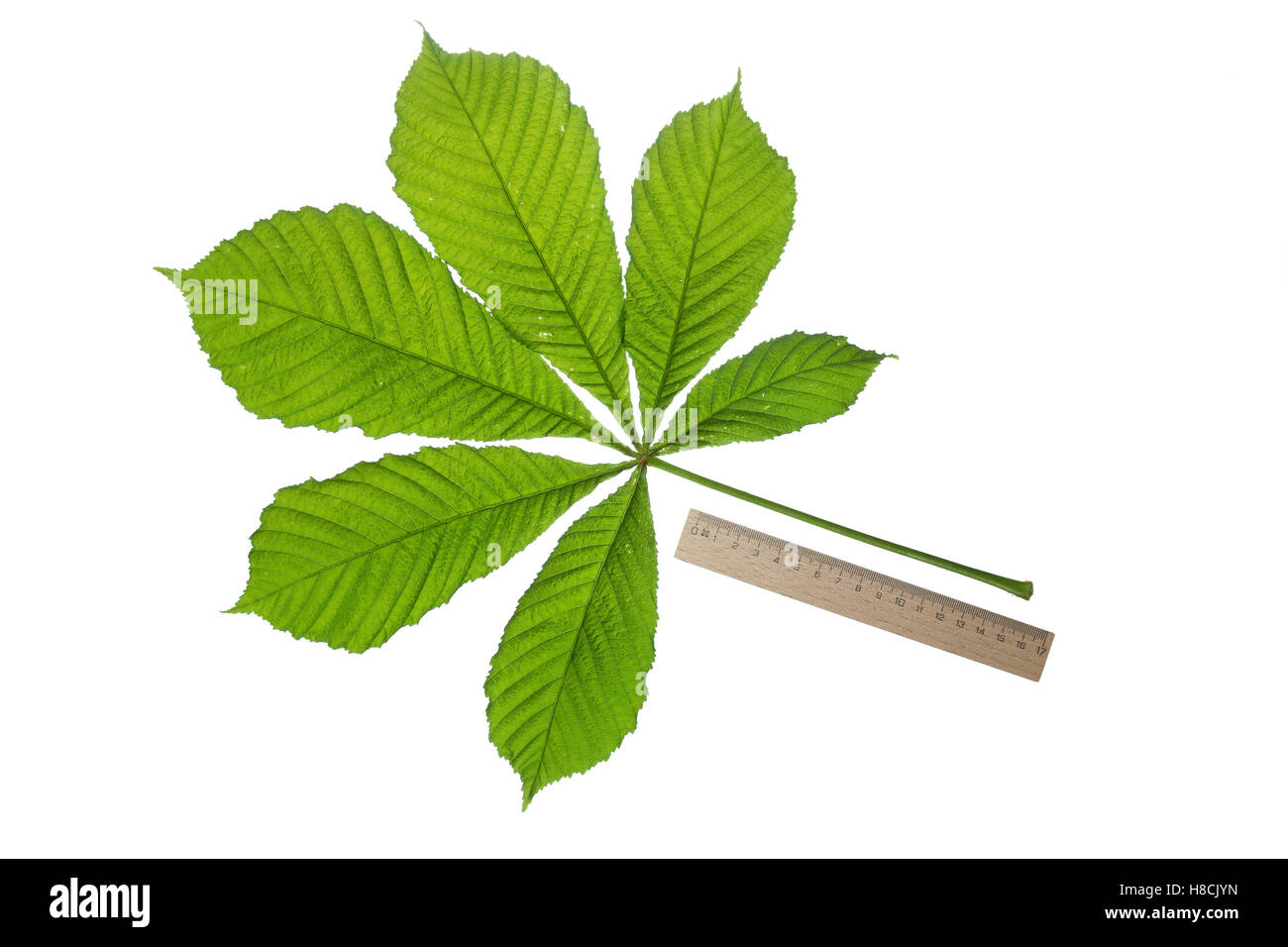 Gewöhnliche Rosskastanie, Ross-Kastanie, Raum, Aesculus hippocastanum, Marron d'Inde, châtaignier, arbre de conker, Le marro Banque D'Images