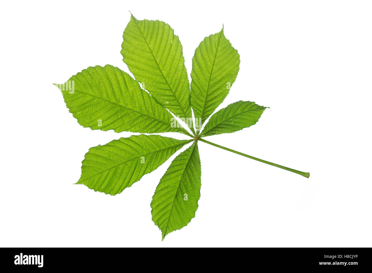 Gewöhnliche Rosskastanie, Ross-Kastanie, Raum, Aesculus hippocastanum, Marron d'Inde, châtaignier, arbre de conker, Le marro Banque D'Images