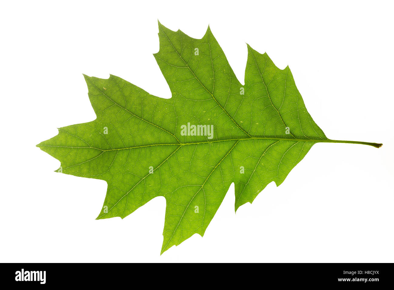 Amerikanische Roteiche, Rot-Eiche, Spitzeiche, Quercus rubra, Quercus borealis, le chêne rouge, chêne rouge, champion Banque D'Images