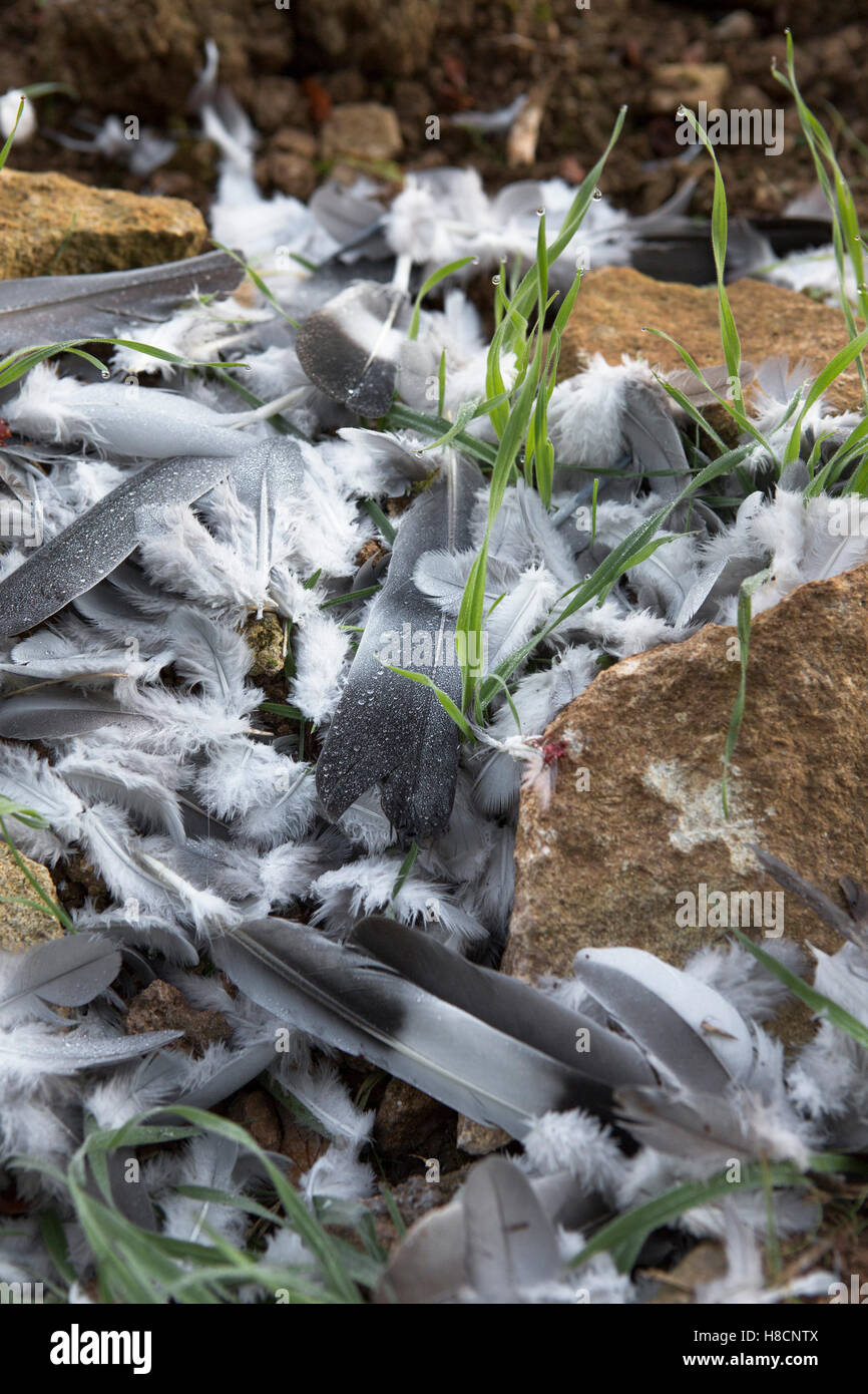 Les plumes des oiseaux gris et blanc éparpillés sur le sol dans un champ, eveidence d'un oiseau d'être pris par Fox et déchirés laissant le reste de l'animal mort. Banque D'Images