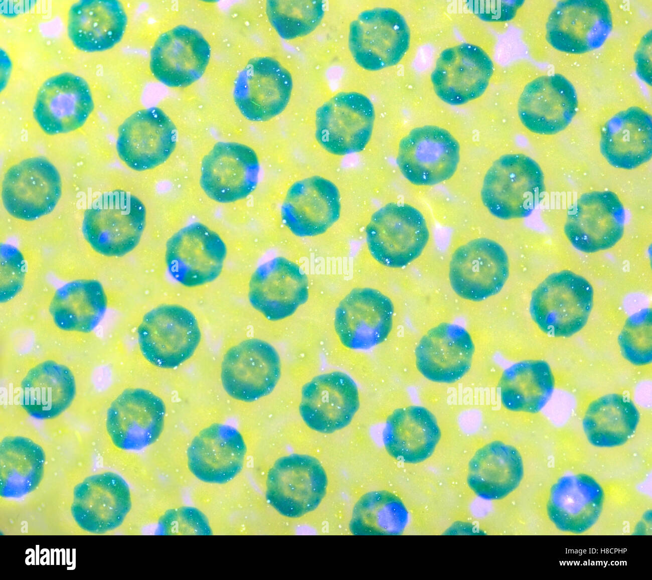La microscopie image d'une feuille de couleur. Banque D'Images