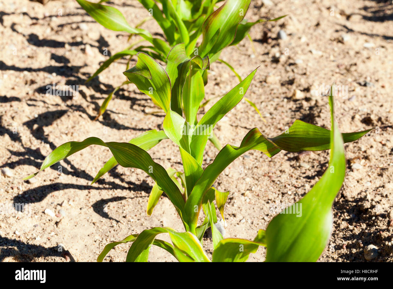 Domaine de maïs vert Banque D'Images