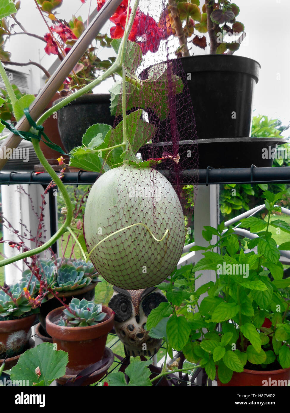 Cucumis melo var. cantalupo - melon cantaloup Emir F1 à effet de plus en plus en Anglais Banque D'Images